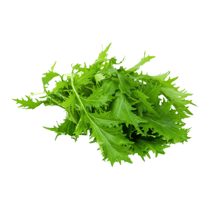 מיזונה ירוקה