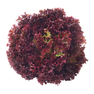 חסה מסולסלת אדום