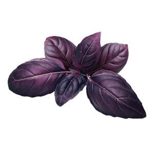 בזיליקום אדום