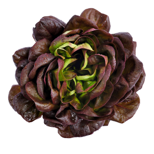 חסה חמאה אדום