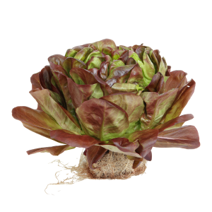 סלנובה אדומה