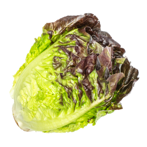 ליטל ג'ם אדום