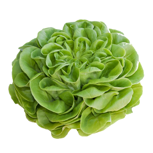 חסה חמאה ירוק