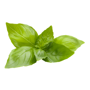 בזיליקום ירוק